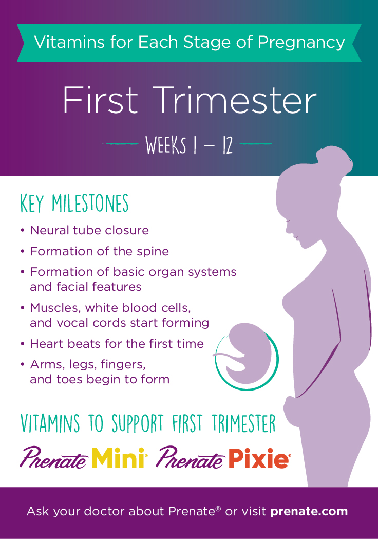 What happens in the first trimester pregnancy