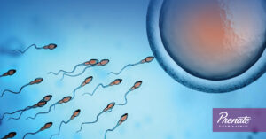 sperm approaching an egg