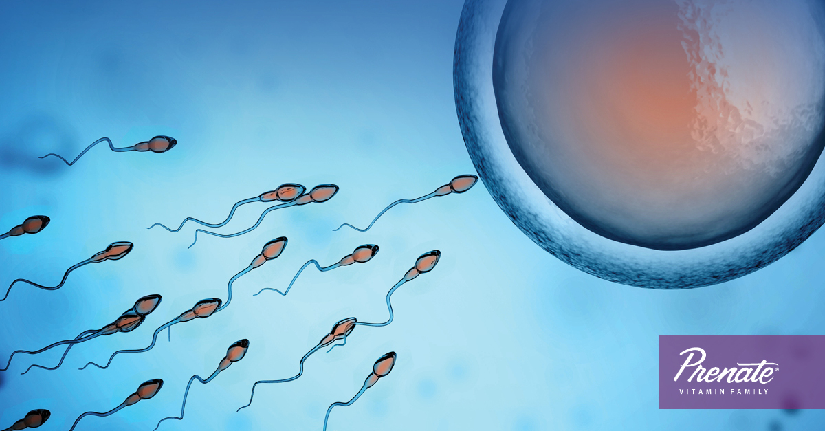 sperm approaching an egg
